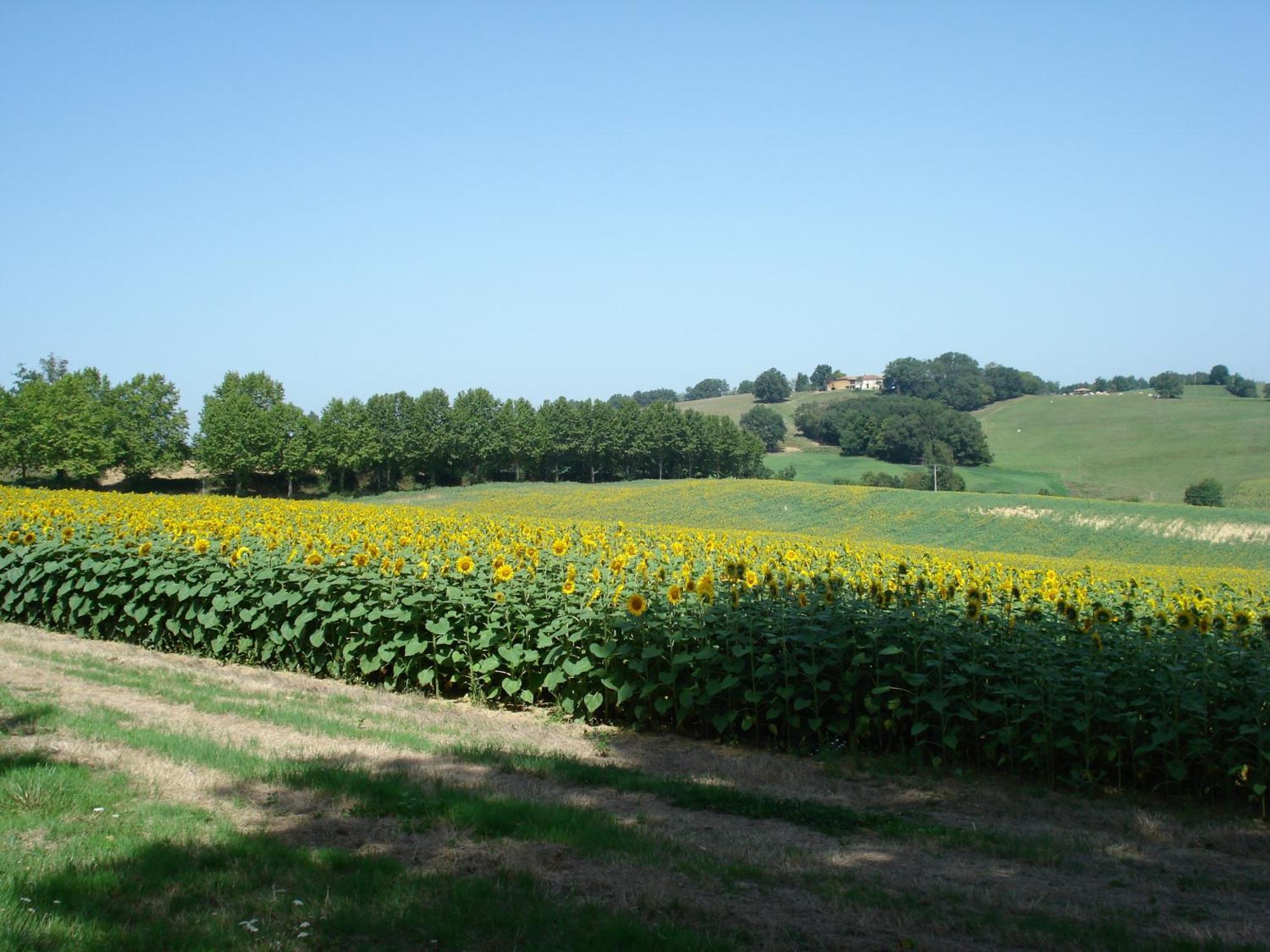 Relais Du Chateau Saint-Blancard ภายนอก รูปภาพ